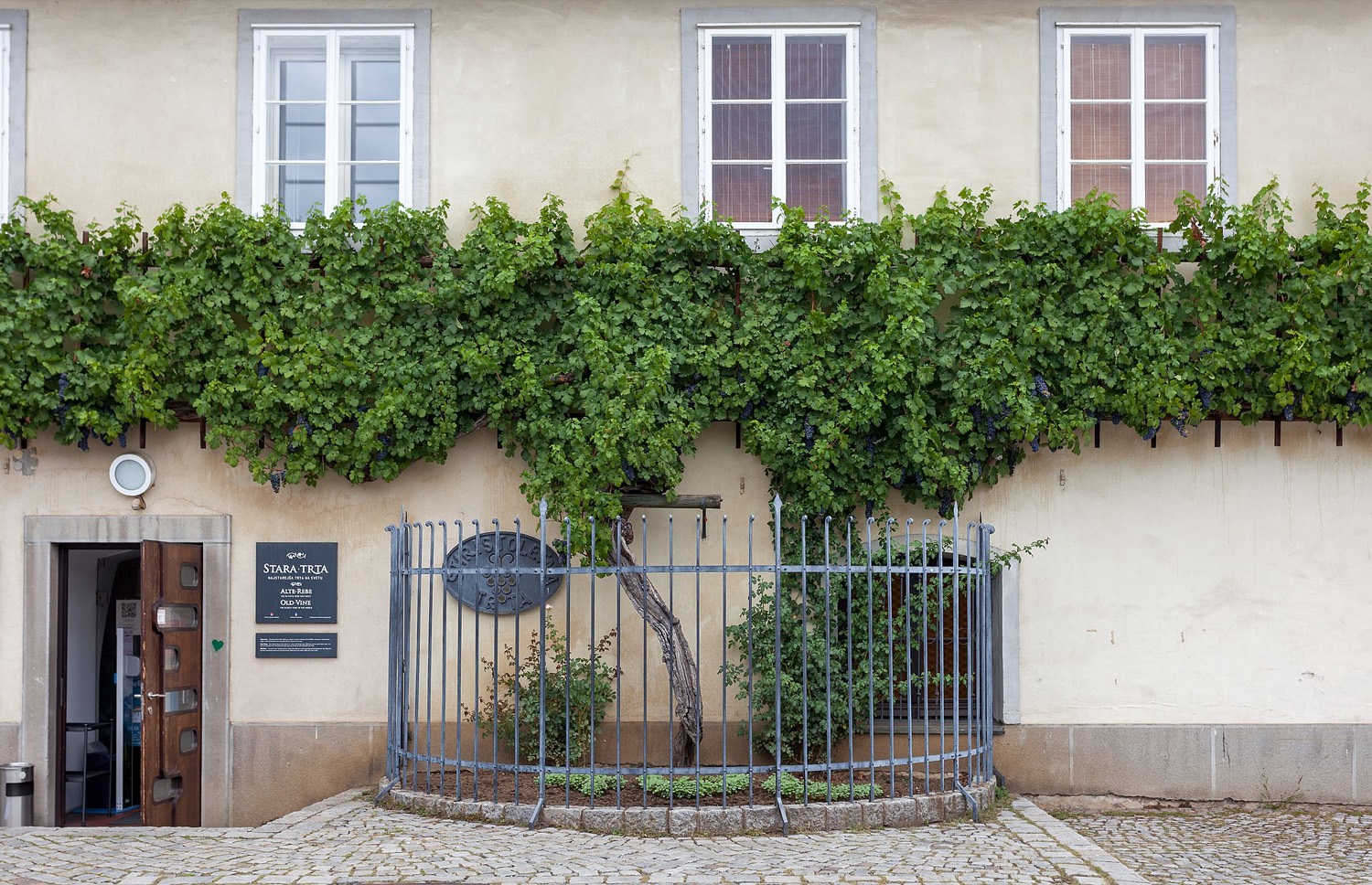 The 440-year-old grapevine, Stara trta, growing along the facade of the Old Vine House at Lent